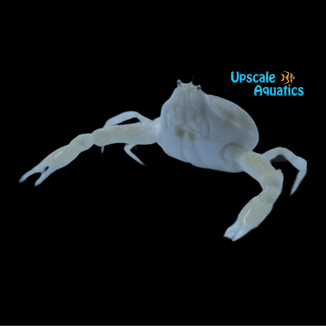 Pebble Crab (Leucosia longibrachia)