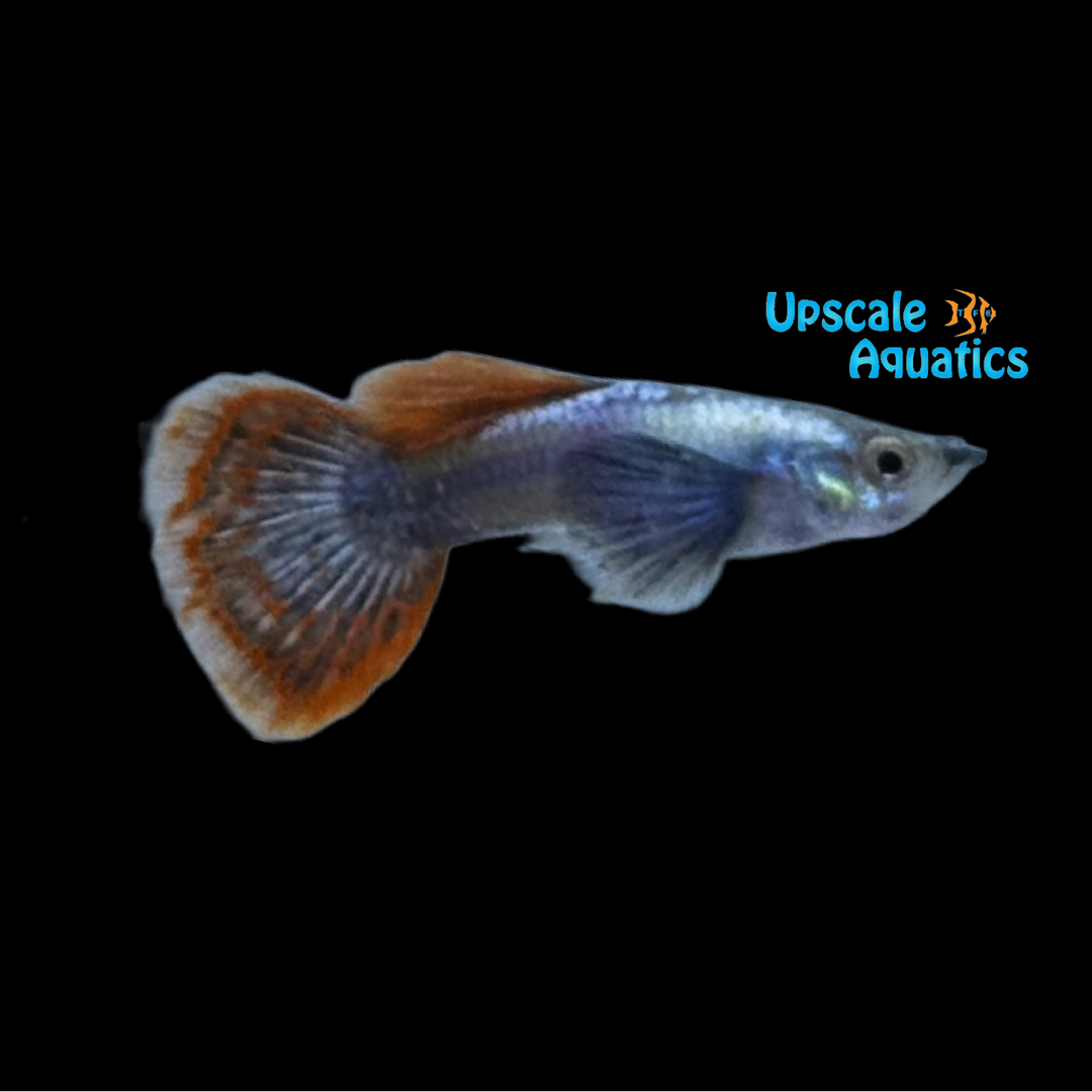 Red Sapphire Mosaic Dumbo Guppy (Poecilia reticulata)
