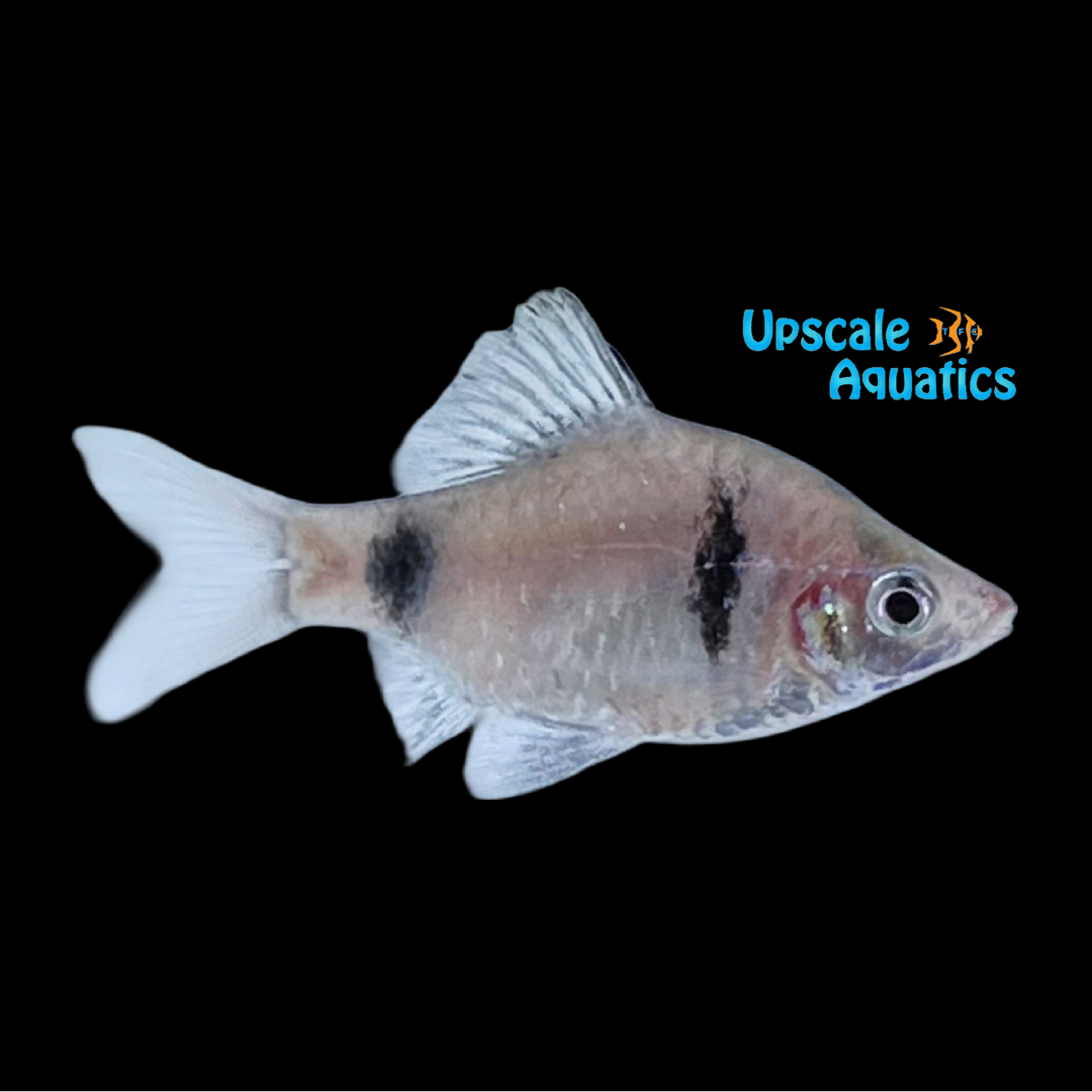 Bandula Barb (Pethia bandula)