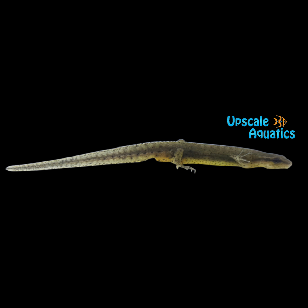 Peninsula Newt (Notophthalmus viridescens piaropicola)
