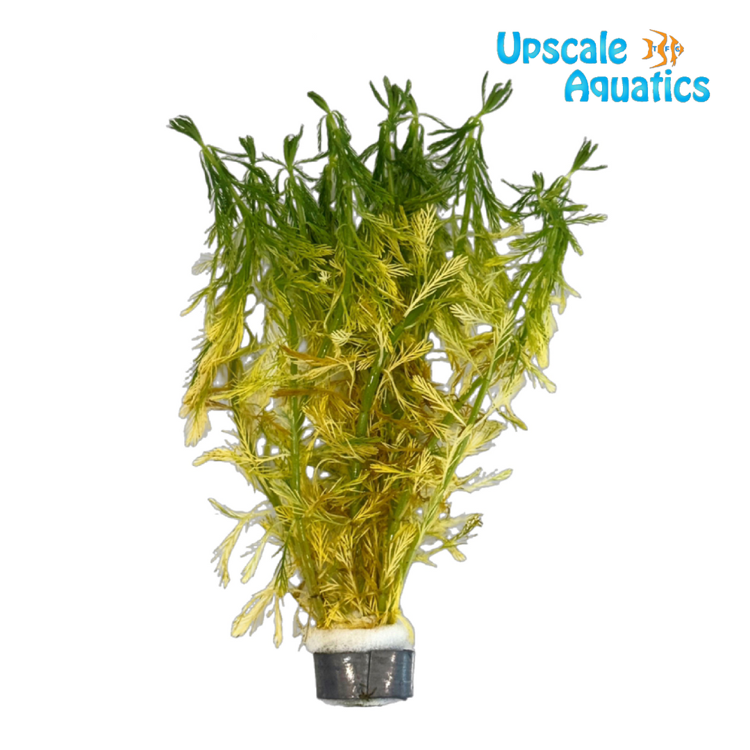 Myriophyllum Elatinoides