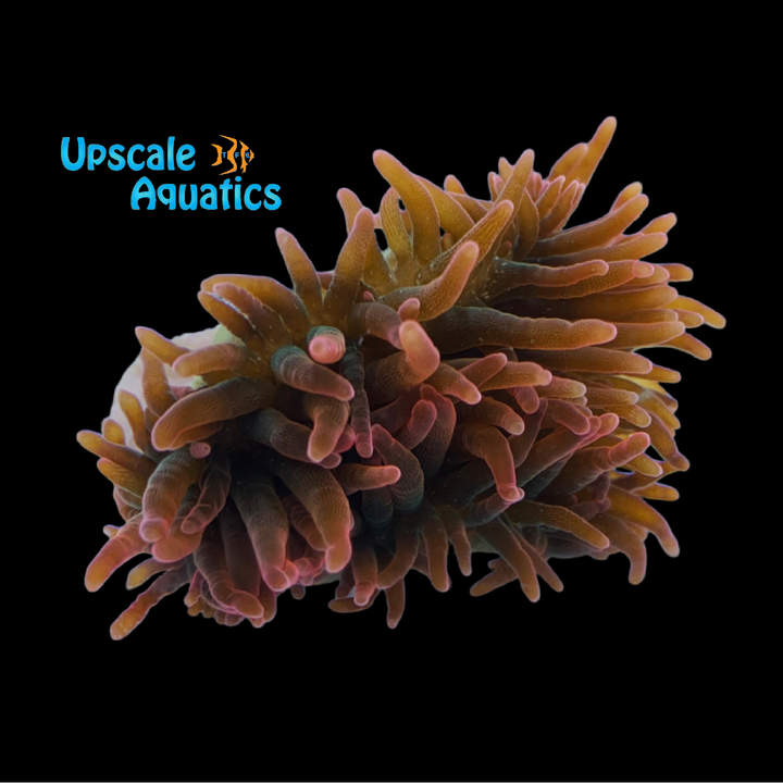 Rainbow Rose Bubble Tip Anemone (Entacmaea quadricolor)