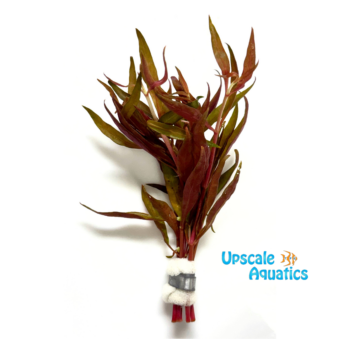 Alternanthera Cardinalis (Alternanthera Reineckii 'Cardinalis')