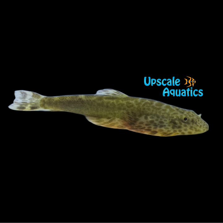 Hanshu Lizard Hillstream Loach (Metahomaloptera hanshuiensis)