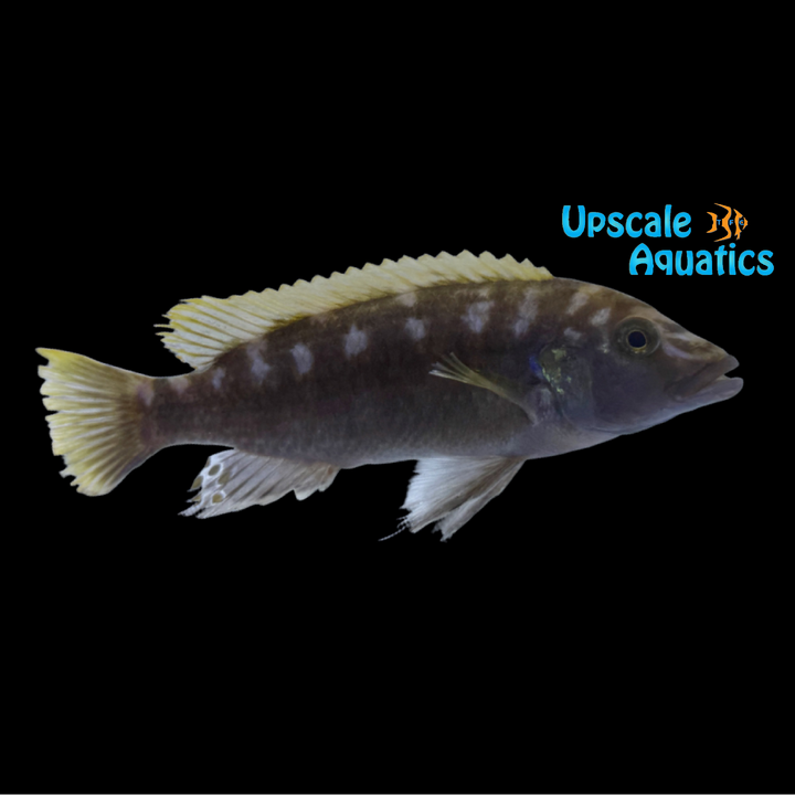 Melanochromis Baliodigma 'Masinje'