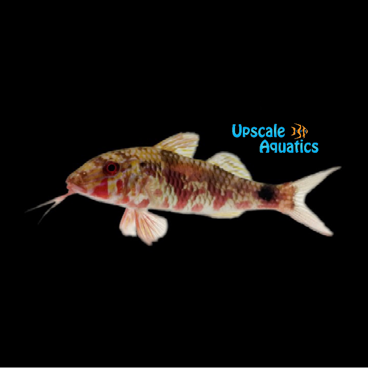 Long Barbel Goatfish (Parupeneus macronemus)