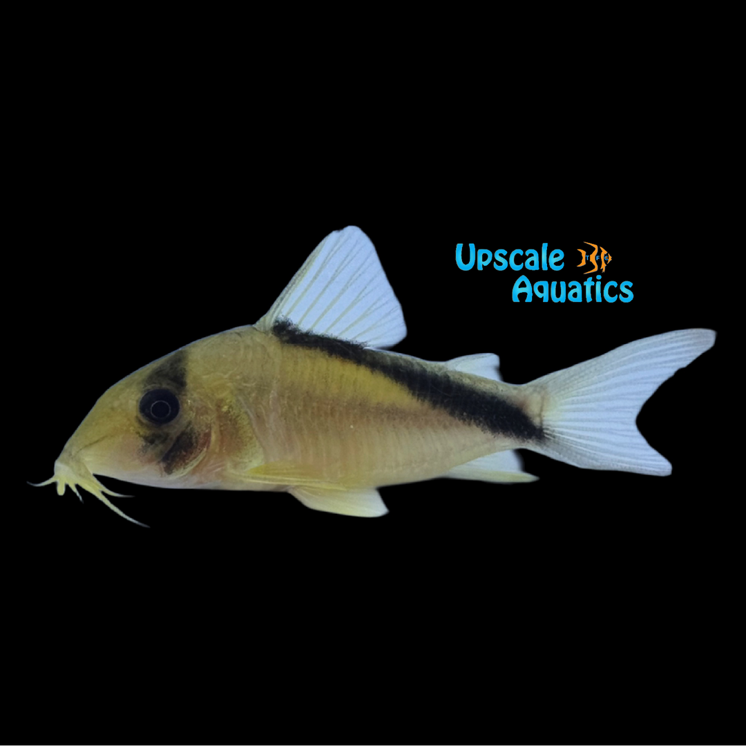 Yellow Melini Cory (Brochis sp. CW220)