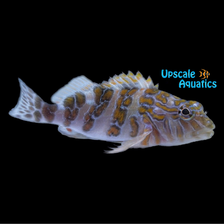 Giant Hawkfish (Cirrhitus rivulatus)