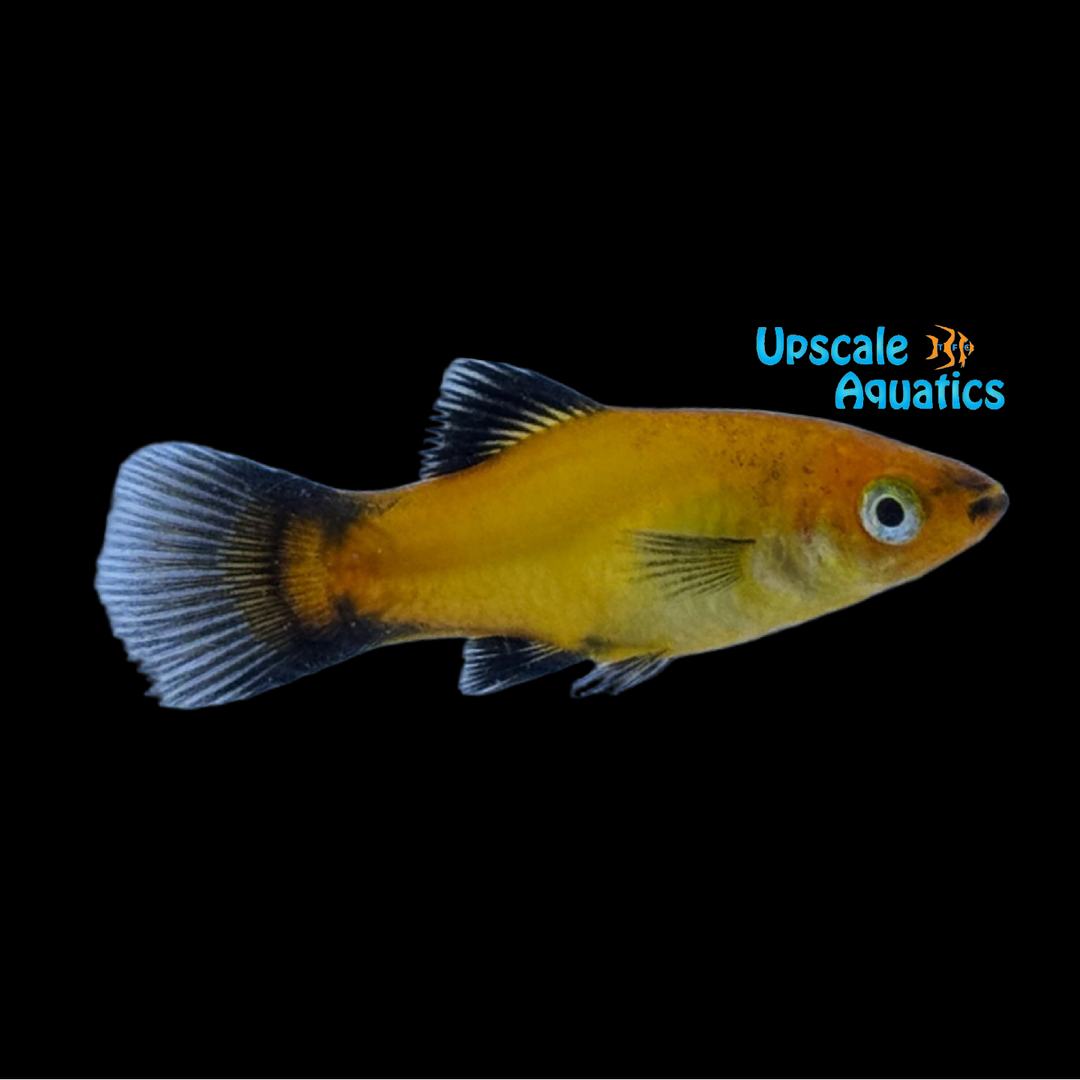 Sunburst Wag Platy (Xiphophorus maculatus)