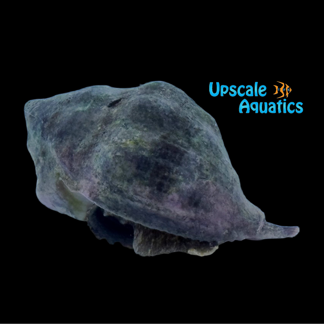 Caribbean Vase Conch (Vasum muricatum)