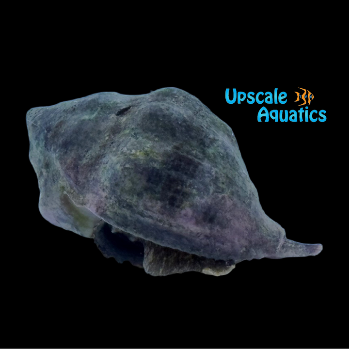 Caribbean Vase Conch (Vasum muricatum)