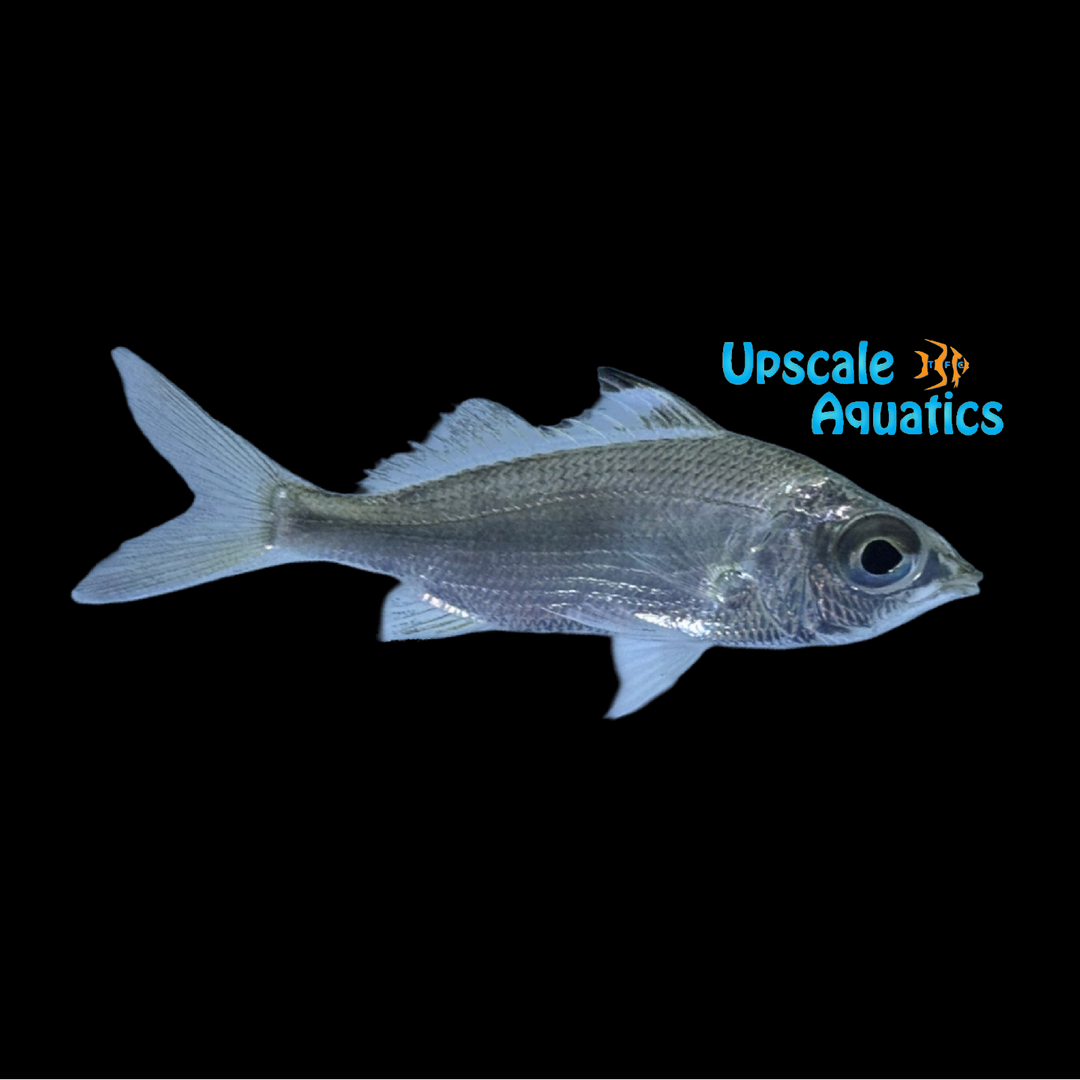 Flagfin Mojarra (Eucinostomus currani)