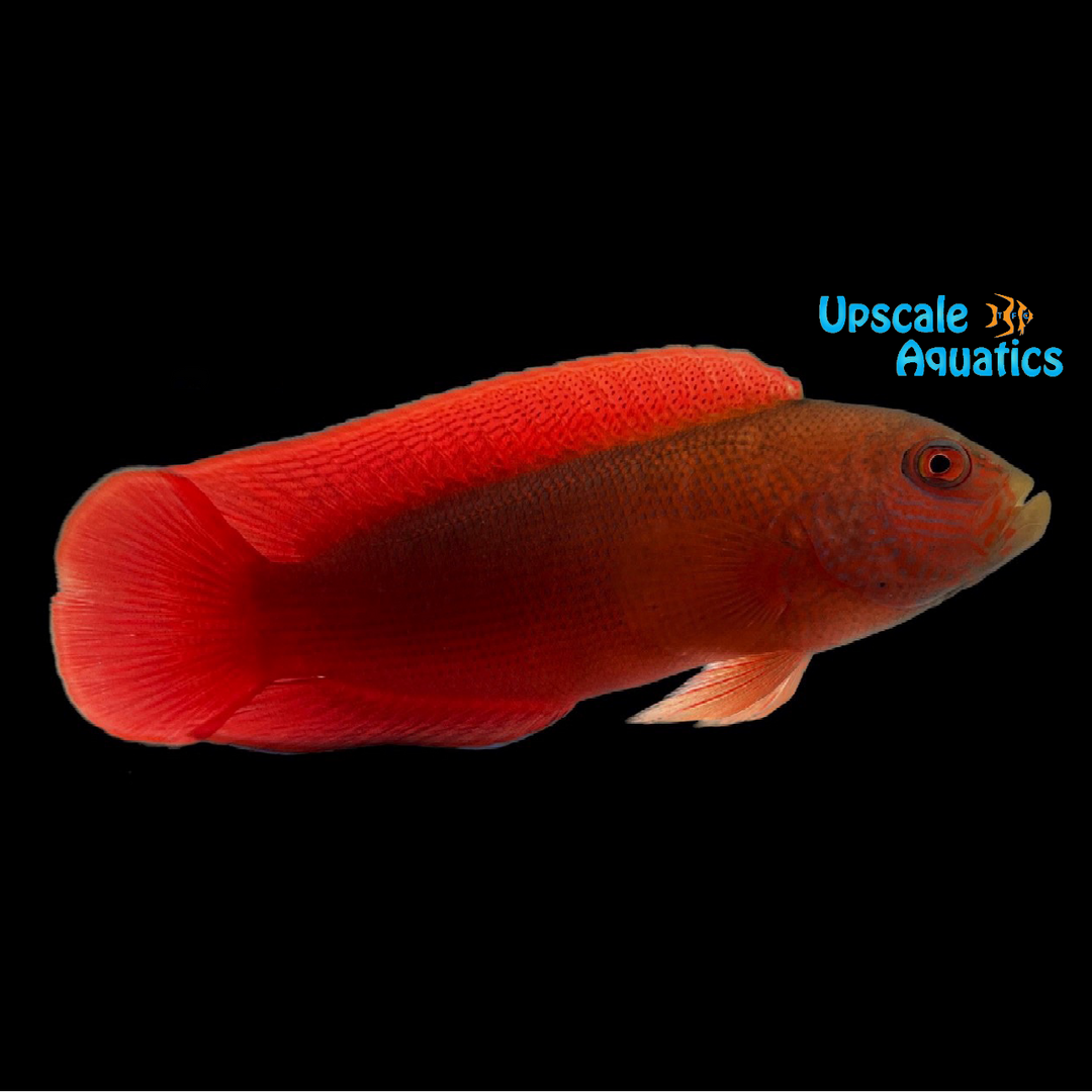 Firetail Dottyback (Labracinus cyclophthalmus)