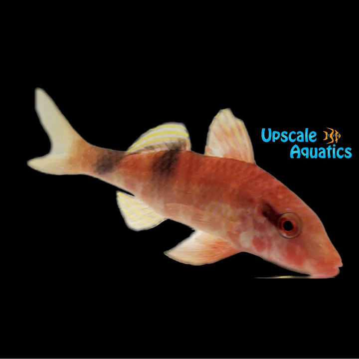 Long Barbel Goatfish (Parupeneus macronemus)