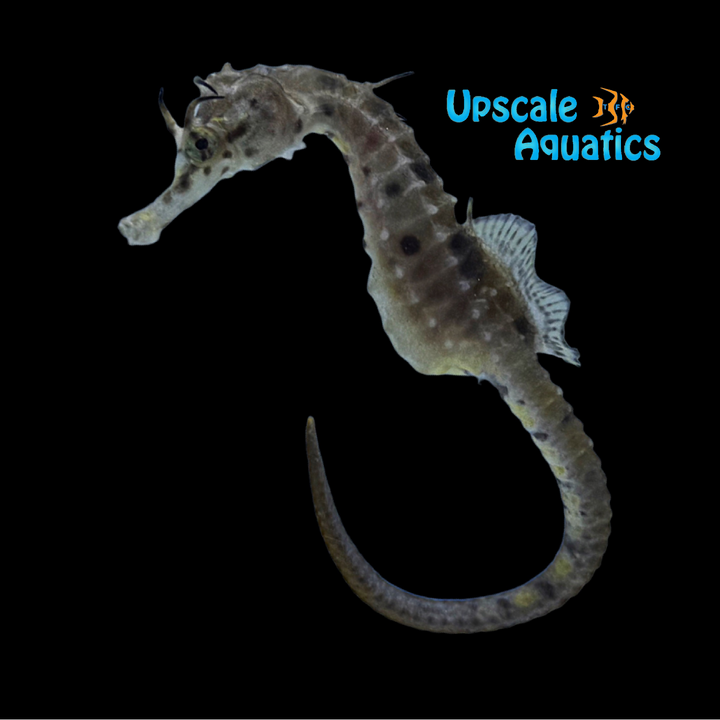 Potbelly Seahorse - Captive Bred (Hippocampus abdominalis)