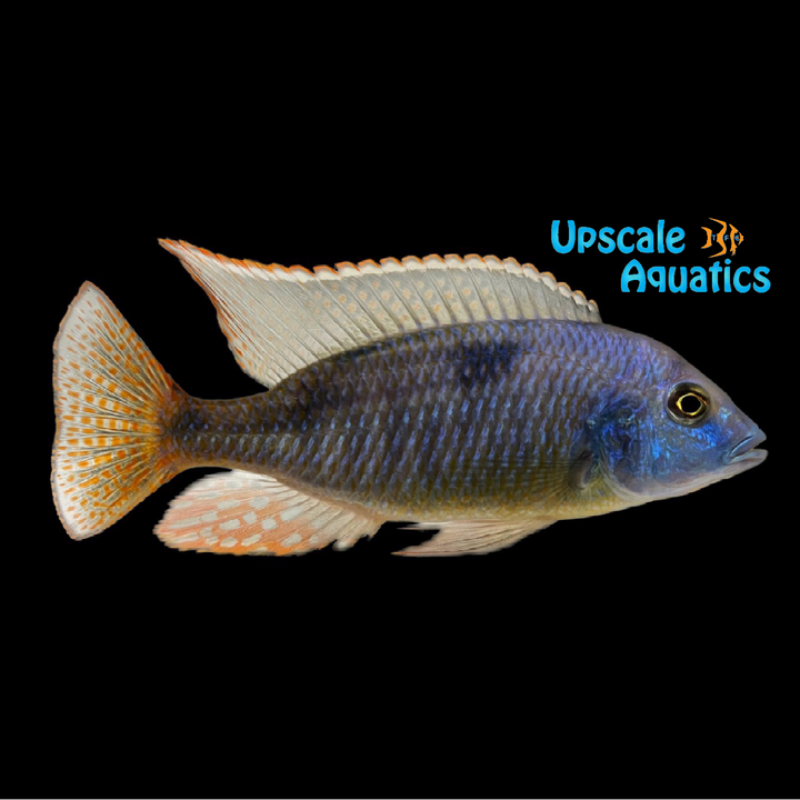 Giant Haplochromis (Hemitilapia oxyrhynchus)