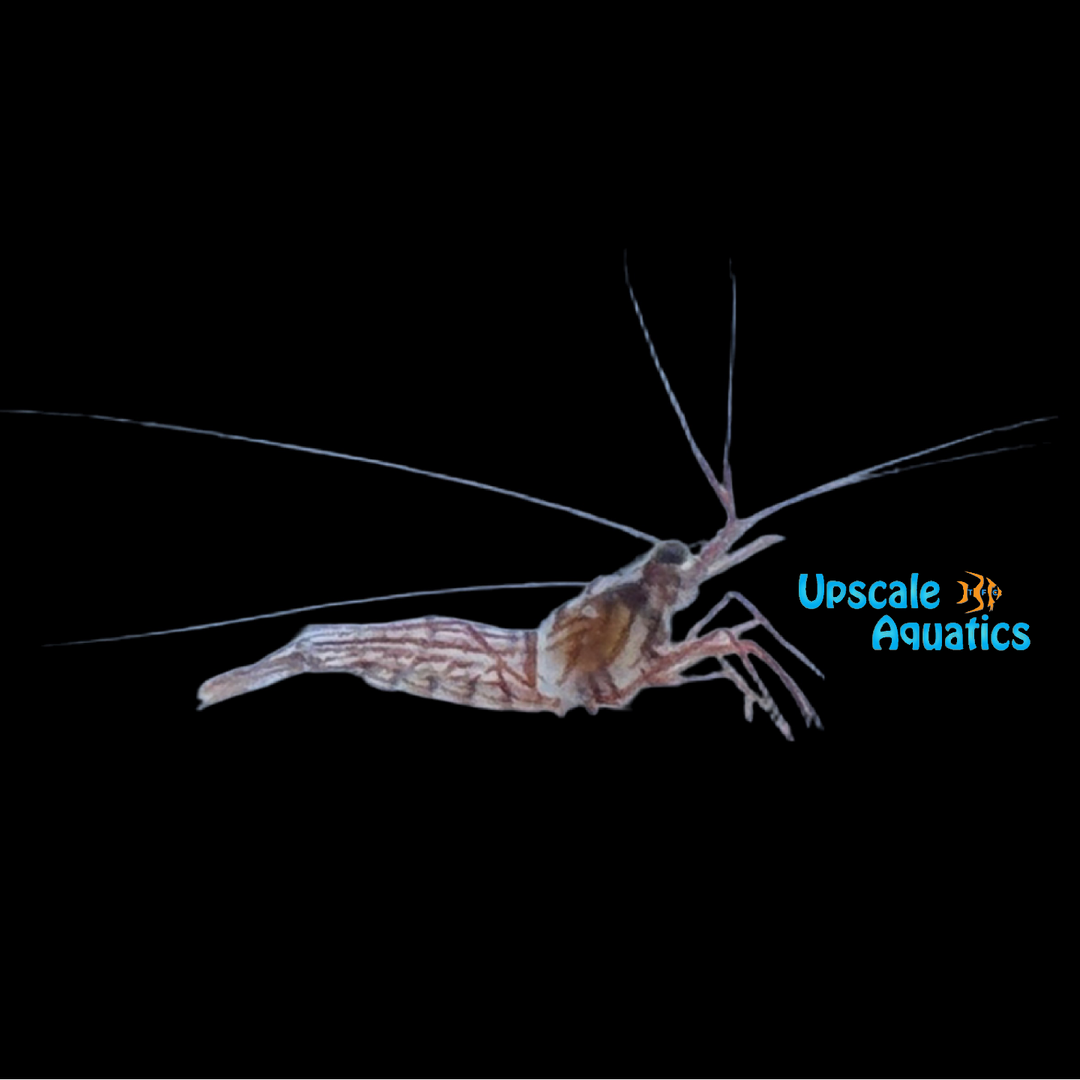 Peppermint Shrimp - Captive Bred (Lysmata wurdemanni)