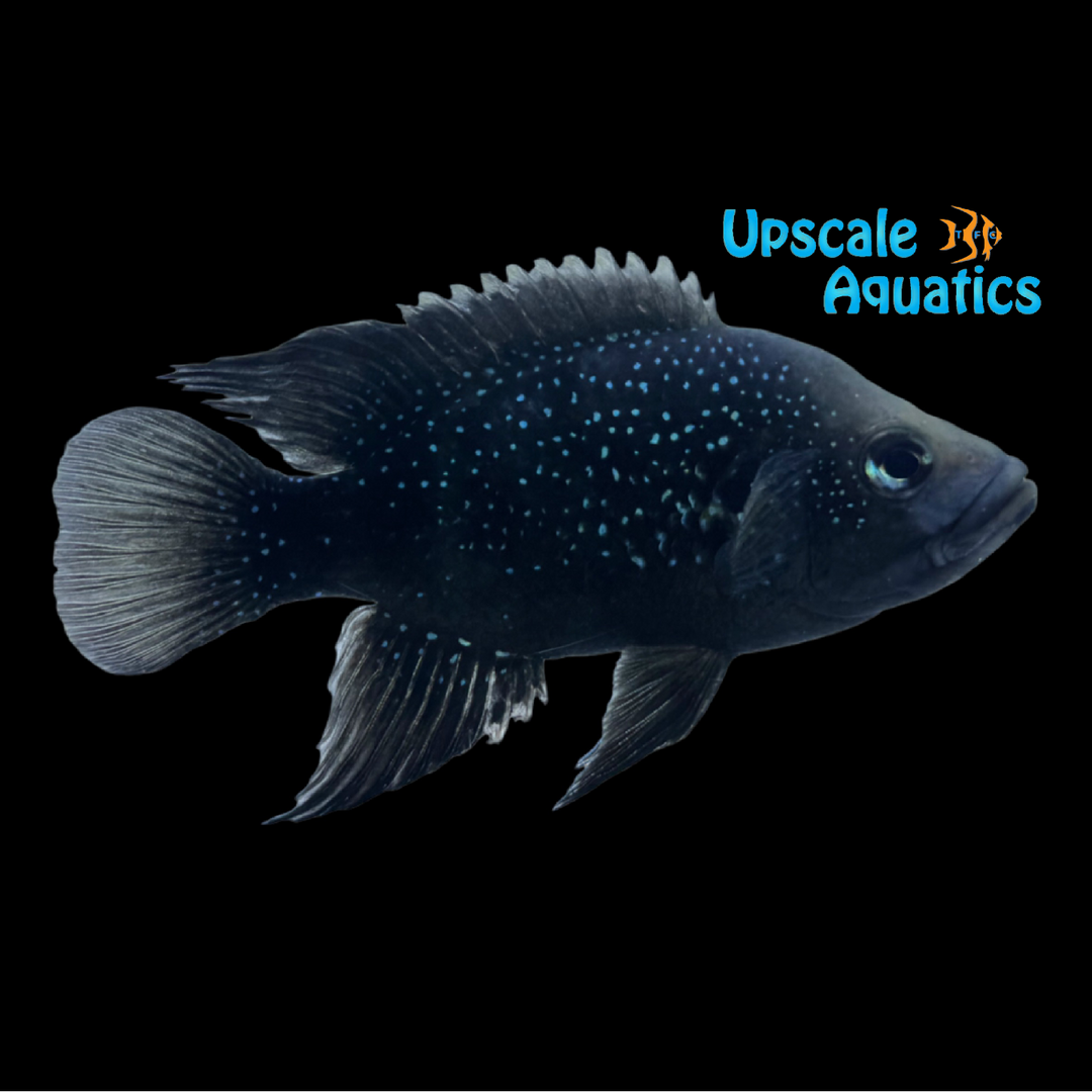 Polleni Cichlid 'Small Spot Fony' (Paratilapia polleni)
