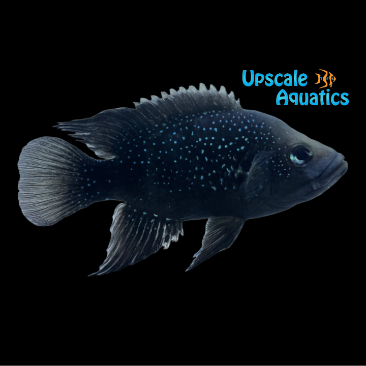 Polleni Cichlid 'Small Spot Fony' (Paratilapia polleni)