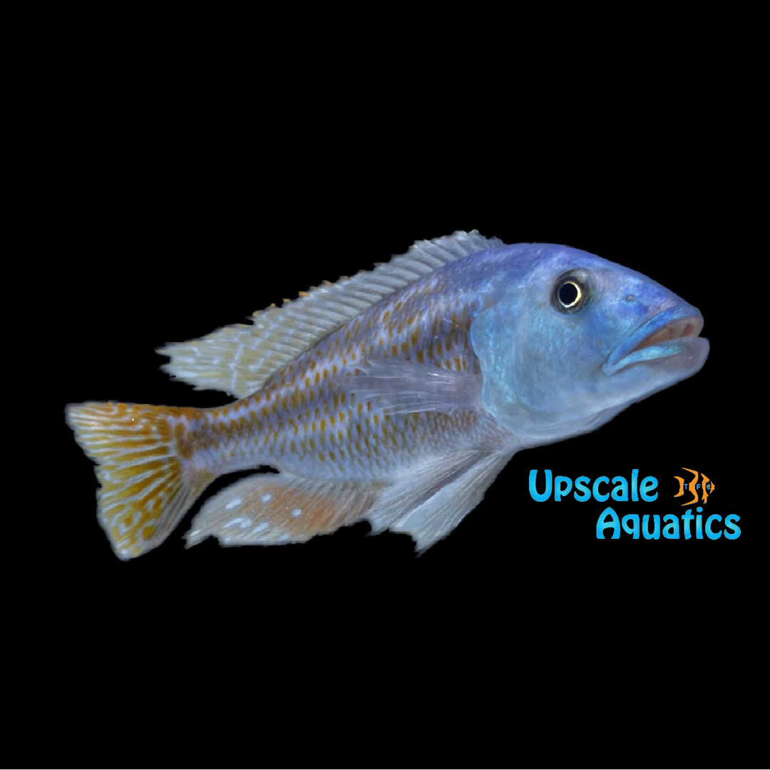 Fusco Cichlid (Nimbochromis fuscotaeniatus)