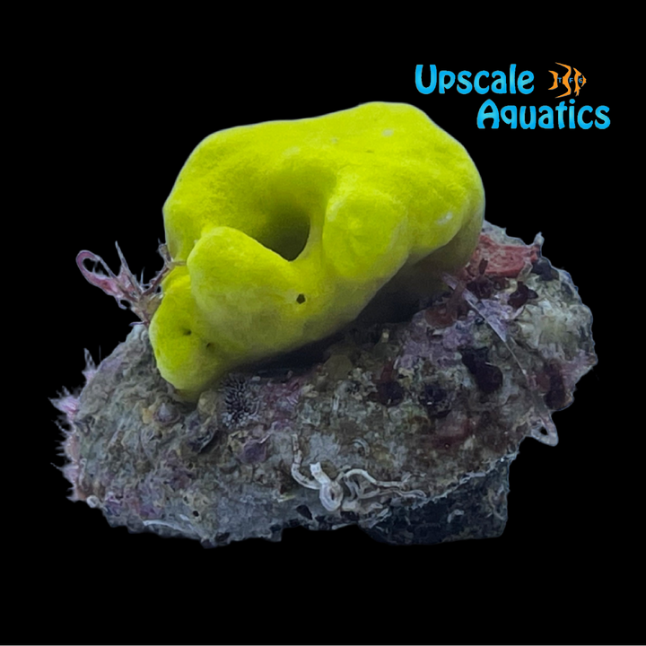 Neon Yellow Sponge - Aquacultured (Leucetta sp.)
