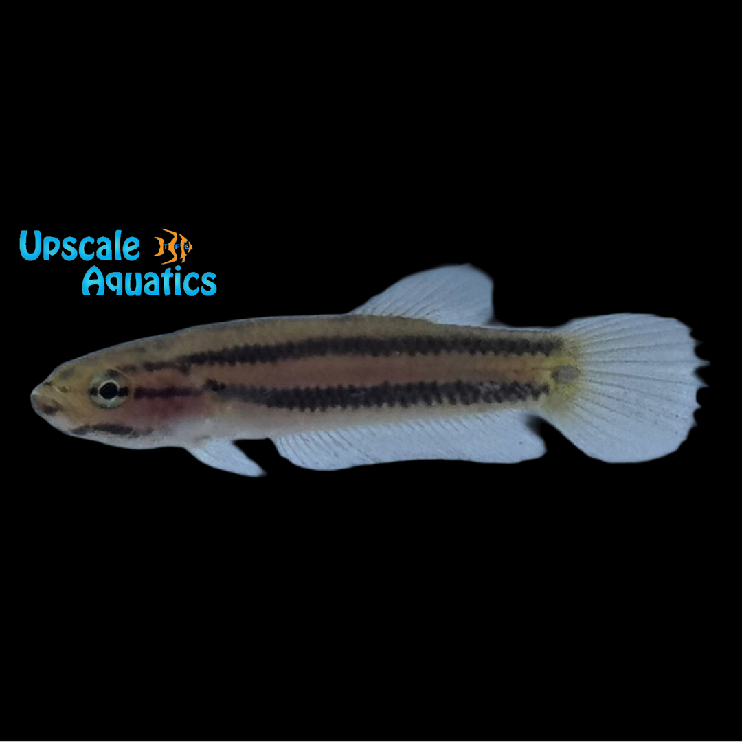 Brunei Beauty Betta (Betta macrostoma)