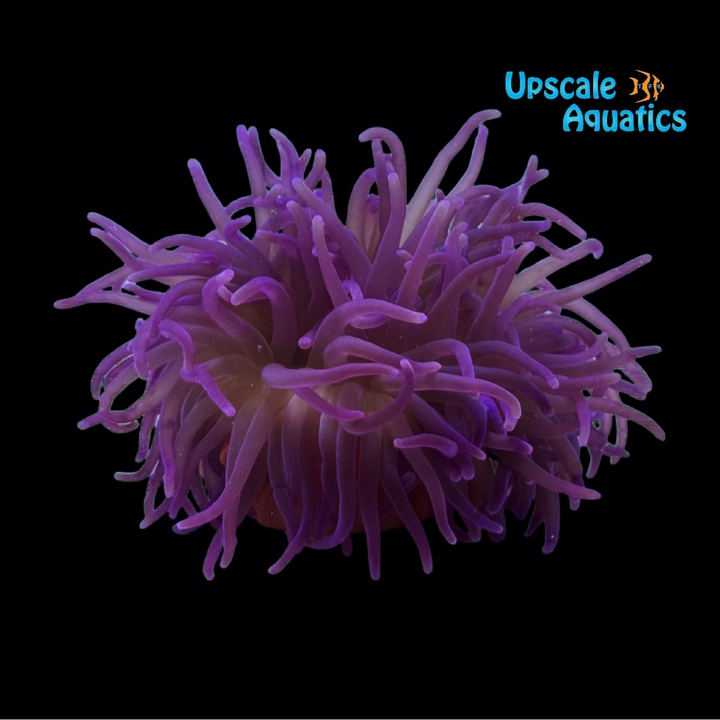 Purple Long Tentacle Anemone (Macrodactyla doreensis)