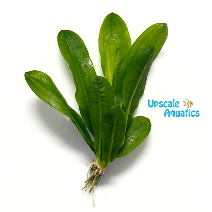 Ruffle Sword (Echinodorus martii 'major')