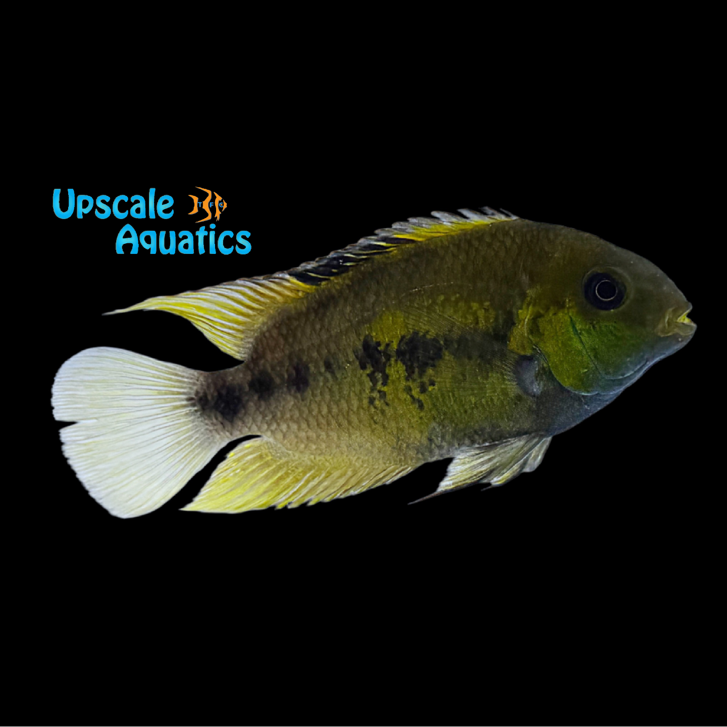 Cryptohroe Cryptoheros Nanoluteus – Upscale Aquatics