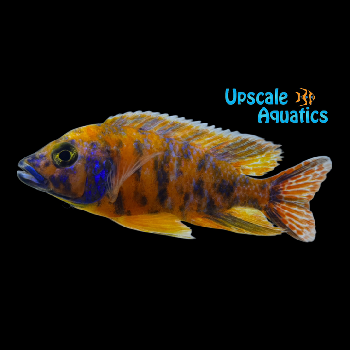 Tangerine OB Peacock (Aulonocara sp. OB)