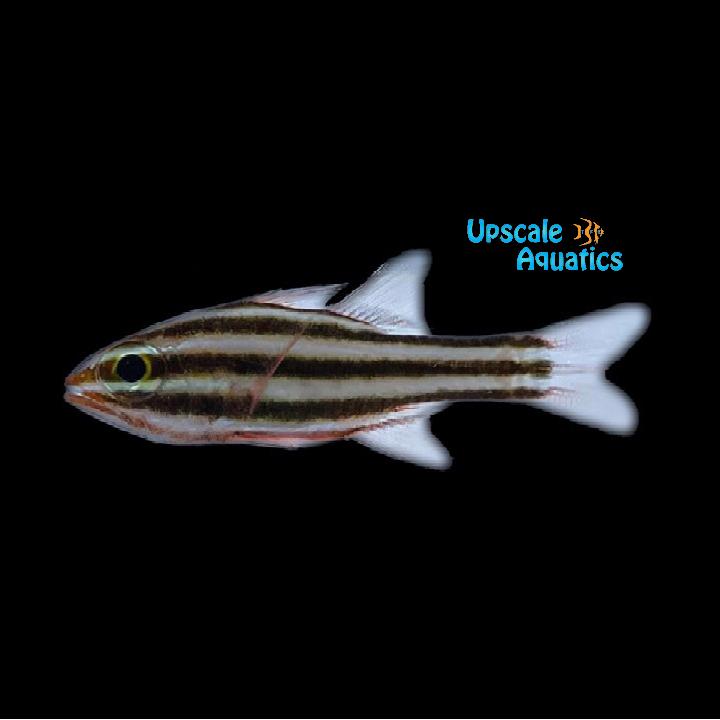 Broadstriped Cardinalfish (Ostorhinchus angustatus)