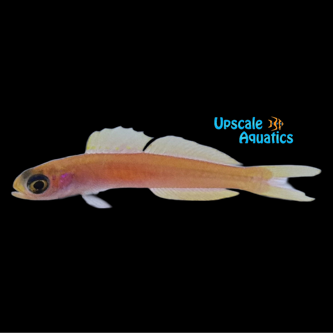 Kaguya's Dartfish (Navigobius kaguya)