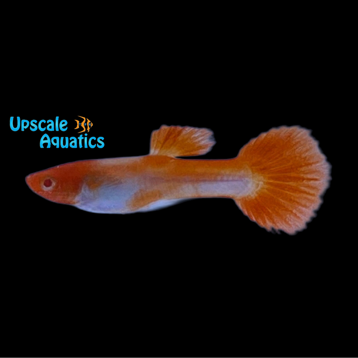 Albino Kohaku Guppy (Poecilia reticulata)