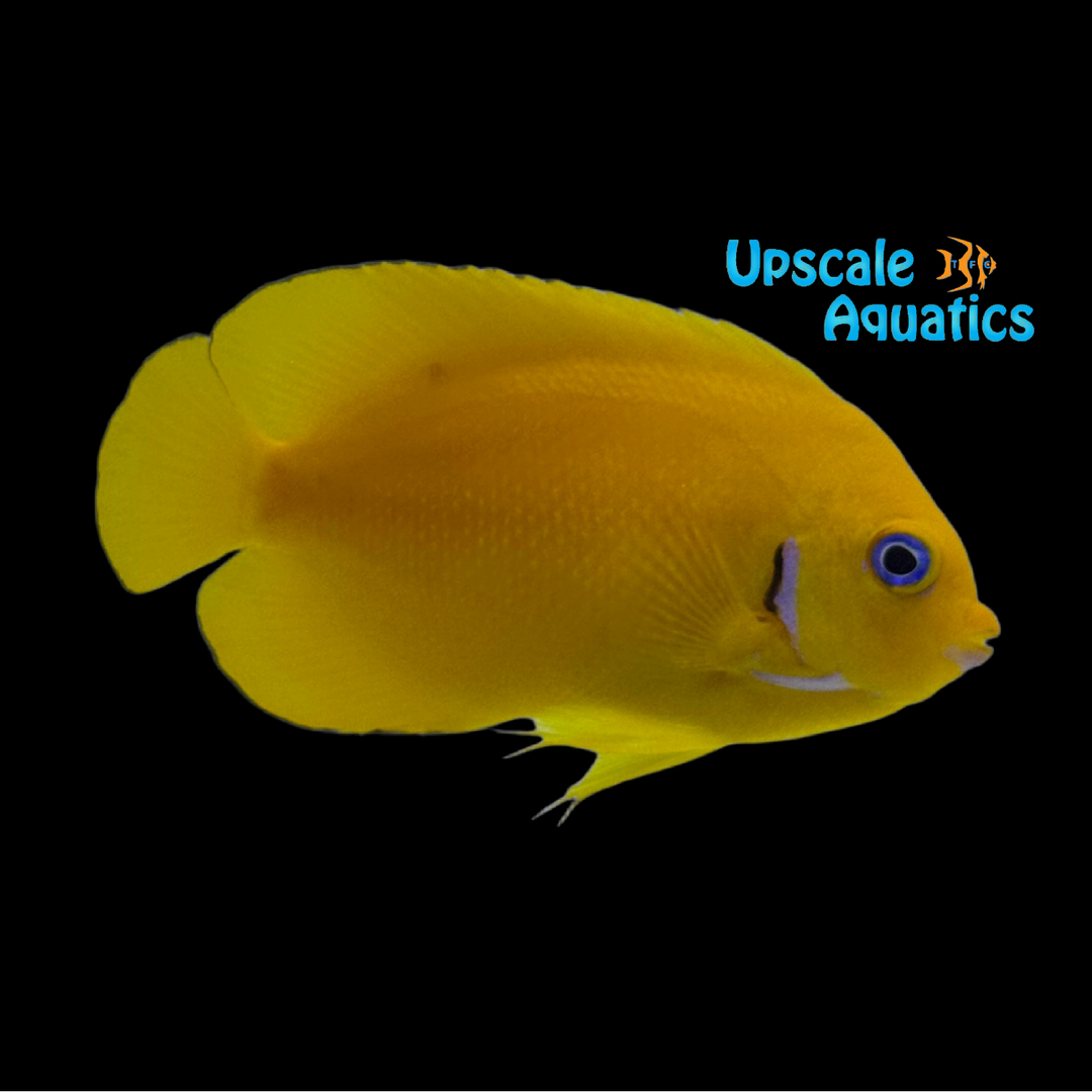 Coco Peel Angelfish (Centropyge cocosensis)