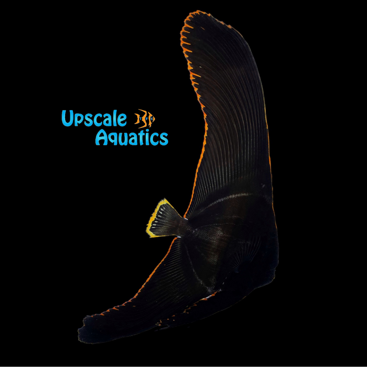 Pinnatus Batfish (Platax pinnatus)
