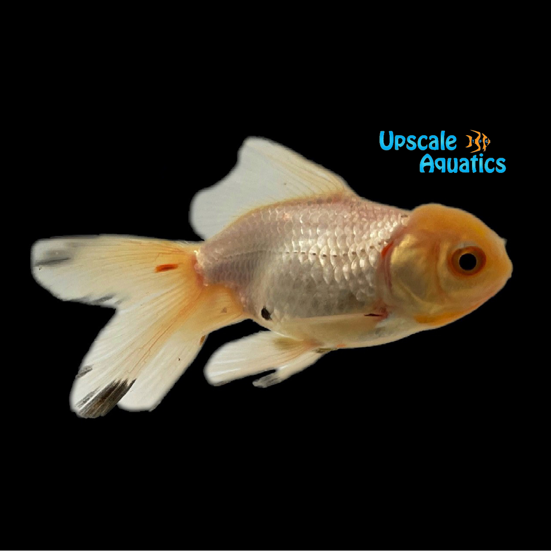 Assorted Oranda Goldfish (Carassius auratus)