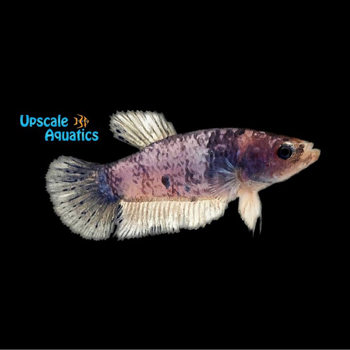 Fancy Marble Plakat Betta - Female (Betta splendens)