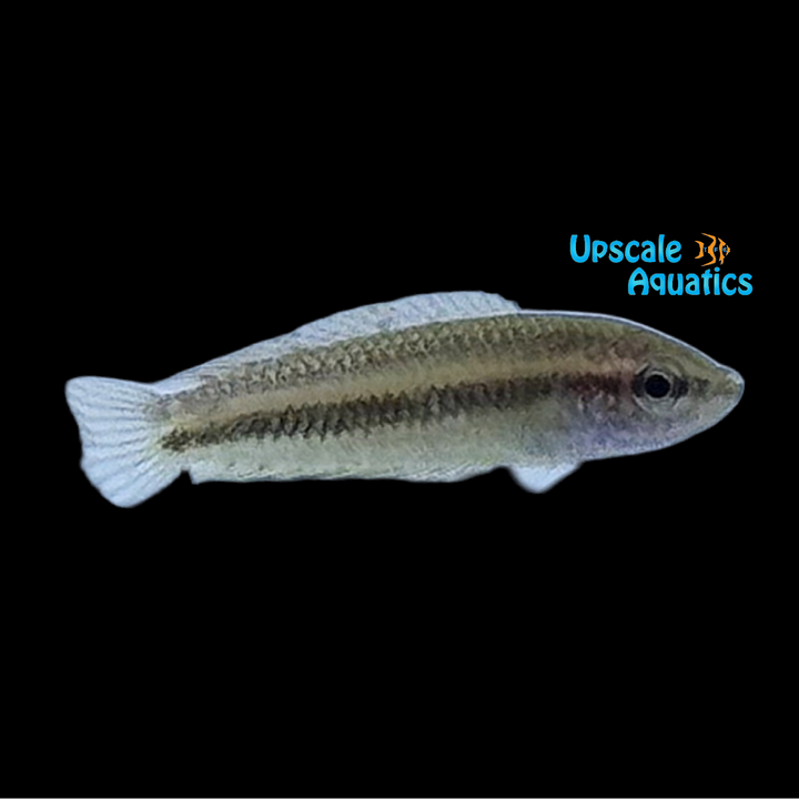 Vietnam Mini Gourami (Nanosphronemus gemma)
