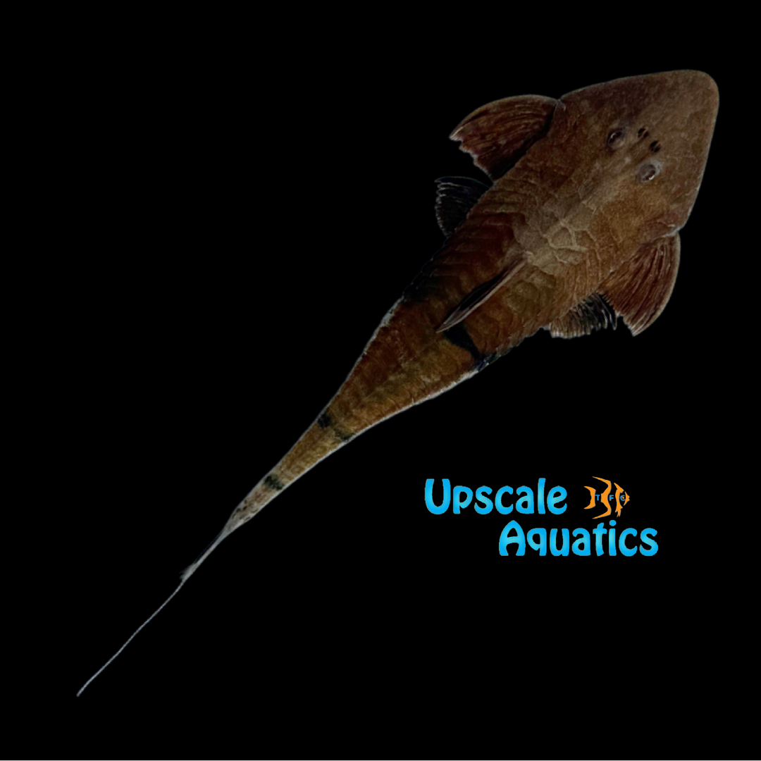 Red Chameleon Whiptail Catfish (Pseudohemiodon apithanos var)