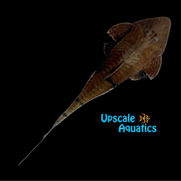 Red Chameleon Whiptail Catfish (Pseudohemiodon apithanos var)