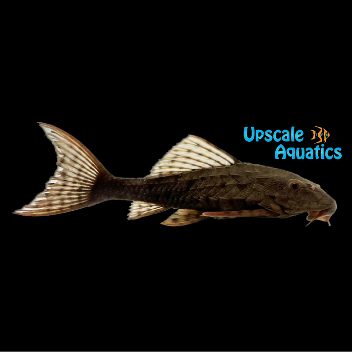 Pineapple Pinecone Pleco L152 (Pseudorinelepis genibarbis)