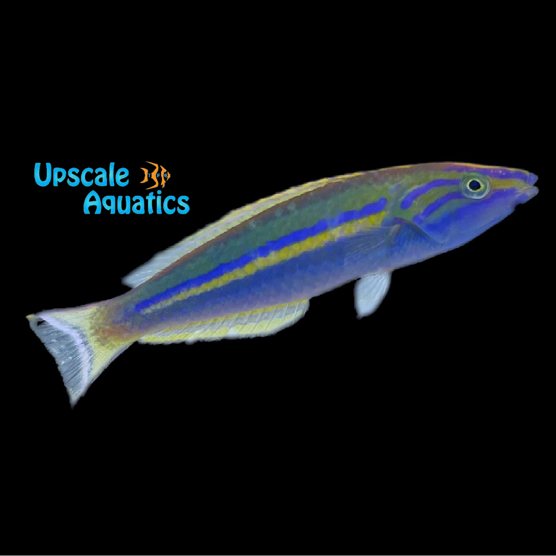 Candy Pencil Wrasse (Pseudojuloides cerasinus)