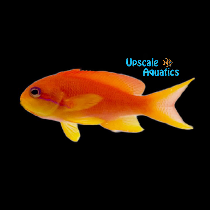 Lyretail Anthias - Female 'Fiji' (Pseudanthias squamipinnis)