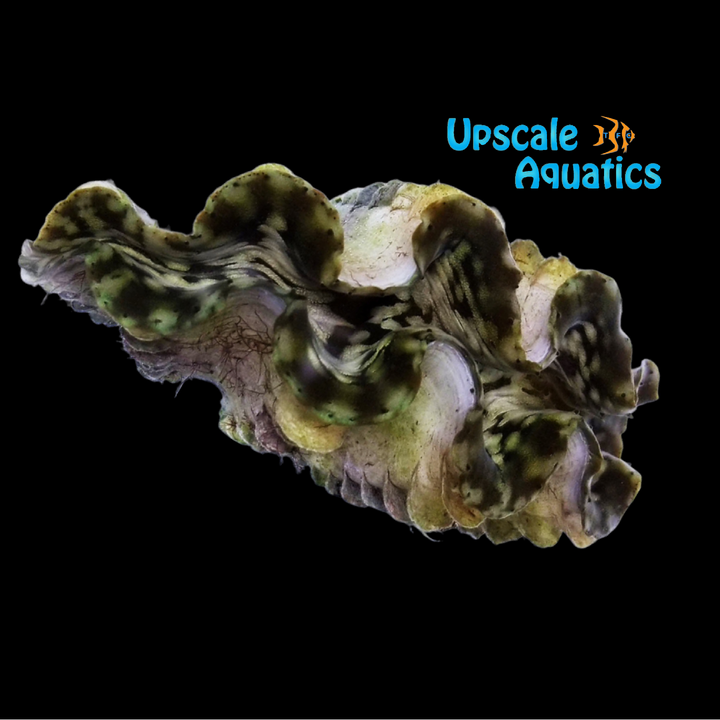 Squamosa Clam - Aquacultured (Tridacna squamosa)