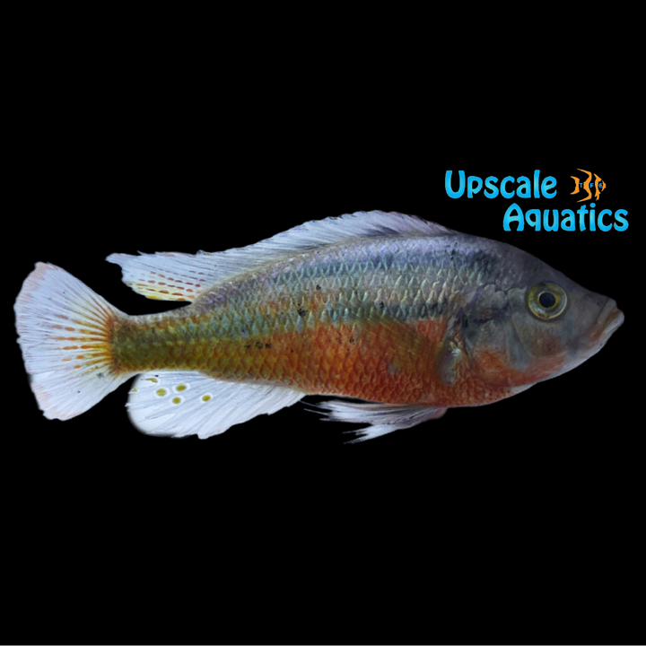 Rock Kribensis (Paralabidochromis sauvagei)
