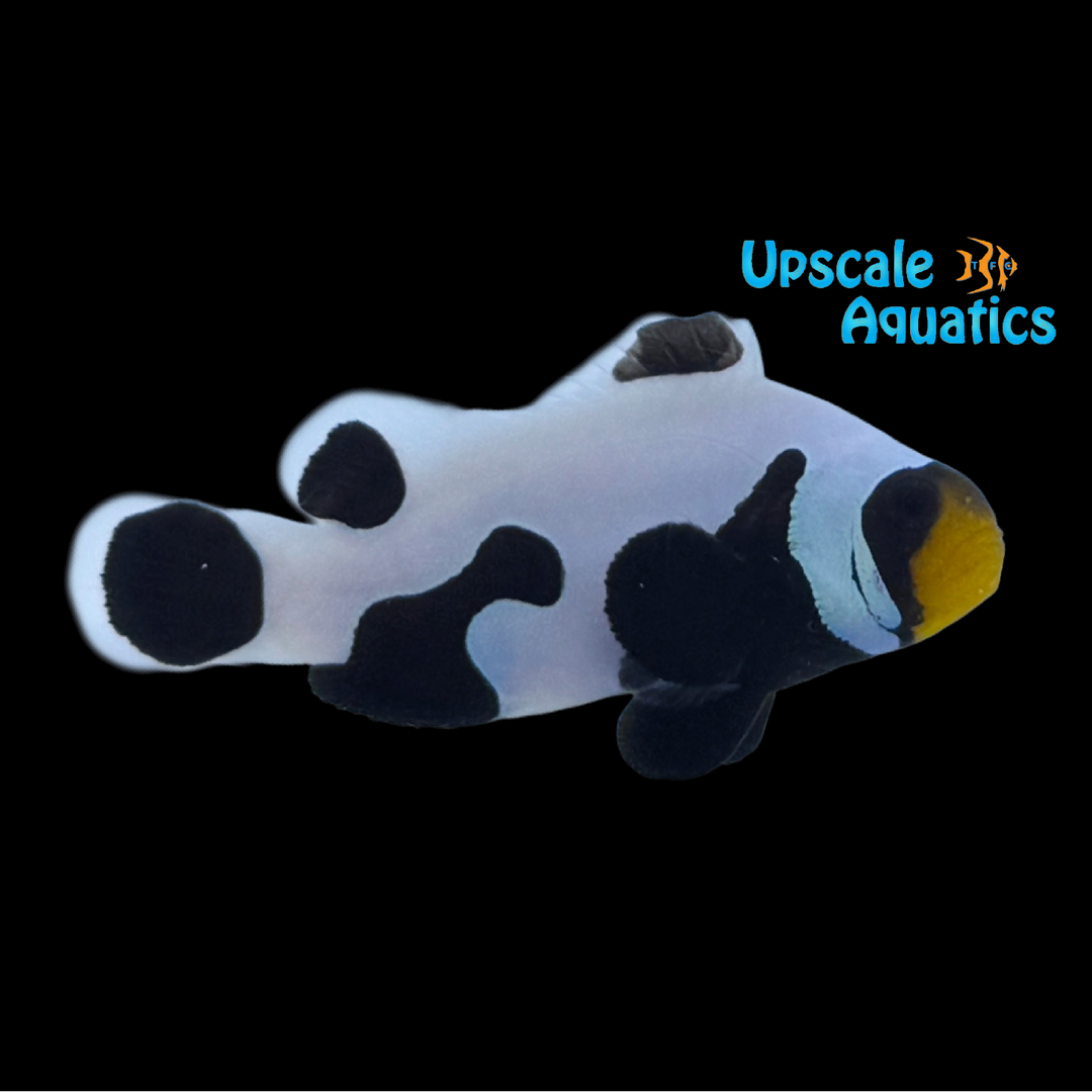 Extreme Black DaVinci Clownfish (Amphiprion ocellaris)