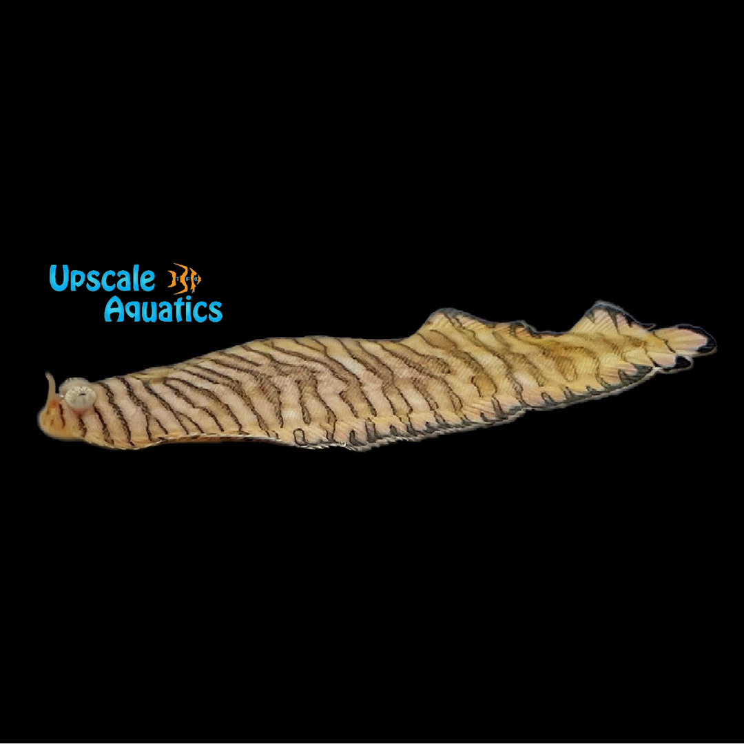 Tiger Sole (Soleichthys heterorhinos)