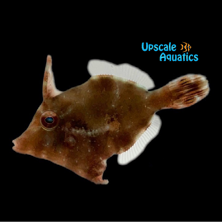 Aiptasia Eating Filefish - Captive Bred (Acreichthys tomentosus)