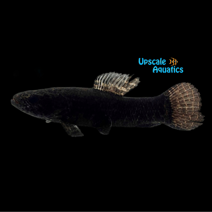 Black Wolf Fish (Hoplias curupira)