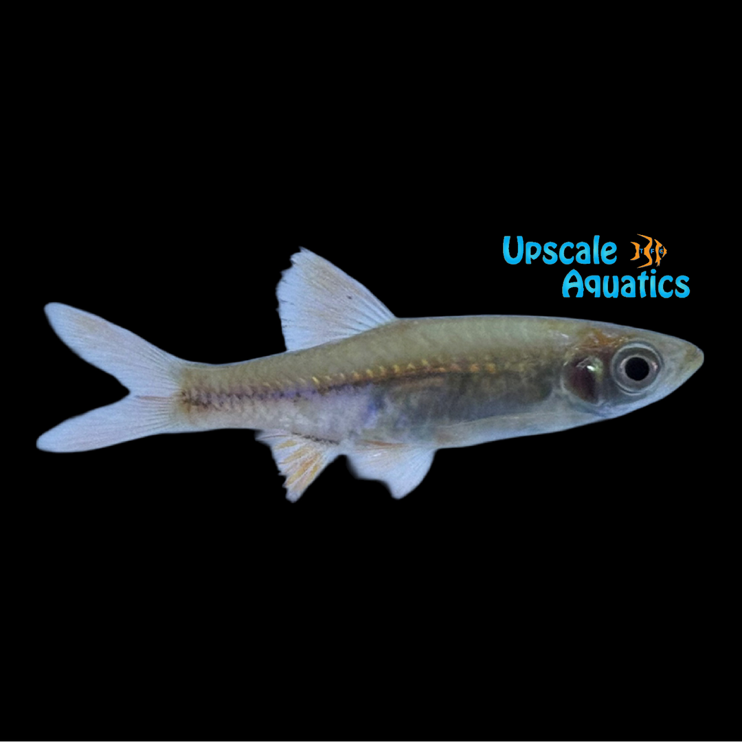 Volcano Rasbora (Rasbora vulcanus)
